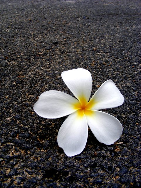 กลีบดอกไม้ที่นุ่มนวล กับพื้นถนนหยาบกระด้าง

คุณให้ความสำคัญกับอะไร?? ใส่ใจสิ่งไหนมากกว่ากัน?? 