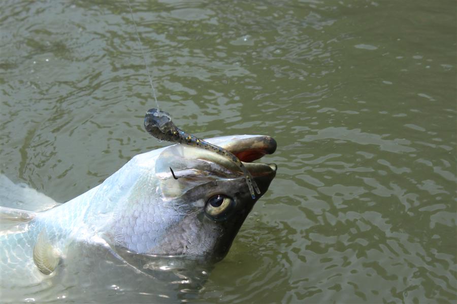  Trigger X Minnow:smile: