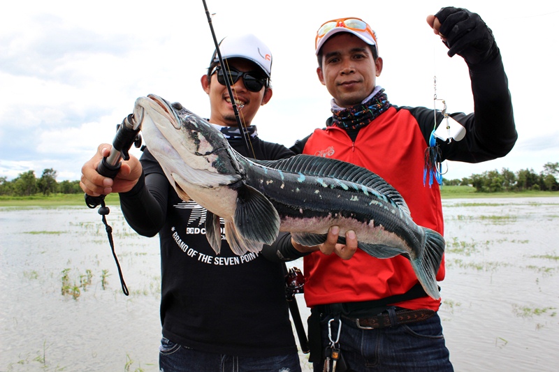 ตัวที่ 2 ของผมครับ  กัด Prodigy Buzz Bait Mark ll ครับ เป็นเหยื่อหลักในทริปนี้ซึ่งเป็น บัชเบทที่สร้า