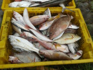 เริ่มลำเลียงขนปลาลงจากเรือครับ