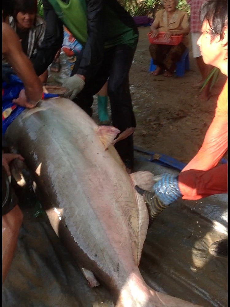 ขึ้นกิโลได้ซะทีครับ..ทุลักทุเลสุดๆ