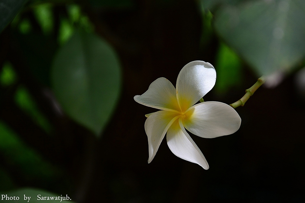 ขอบคุณครับ  ที่สิงห์บุรีมีสิ่งสวยๆน่าไปศึกษาถ่ายภาพมากๆครับ  จะต้องไปอีกให้ได้