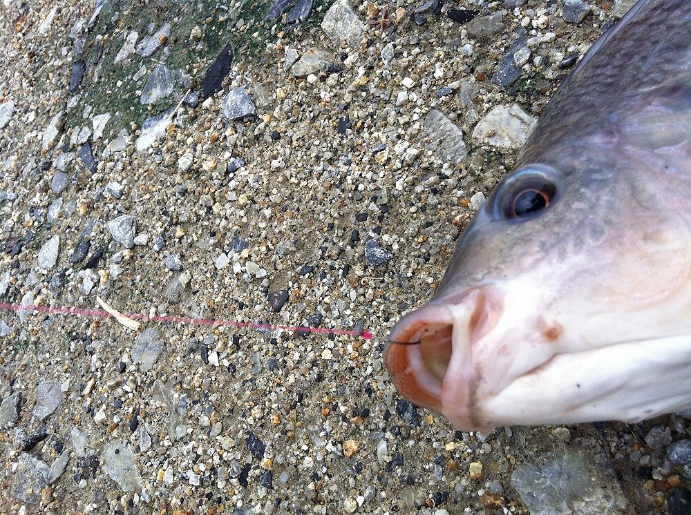 หลังจากได้คำแนะนำจากน้าคนหนึ่งใน saimfishing