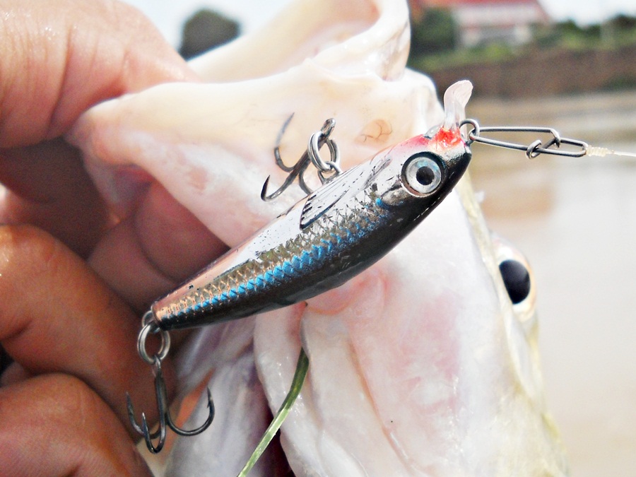 เบ็ดติดอยู่ตัวเดียวเอง...ดีนะไม่ง้าง สุดยอด ครับ กับ [b]RAPALA Ultra Light minnow 4 เซน สี S [/b] เอ
