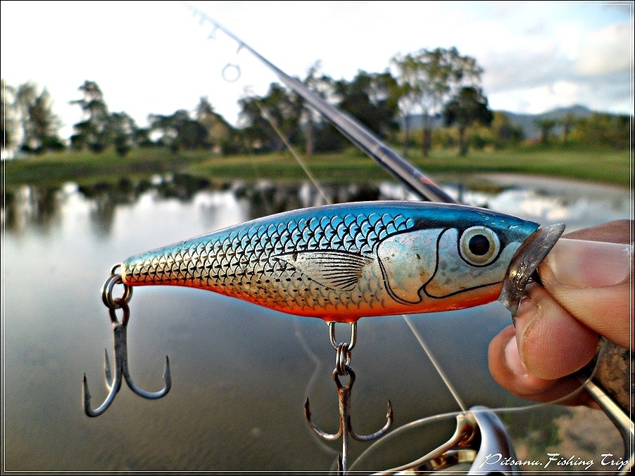  [center]:cheer:       เริ่มจากเหยื่อผิวนํ้าก่อนเลยเผื่อว่าจะกัด   RAPALA SKITTERPOP 9  ขึ้นมา    :c