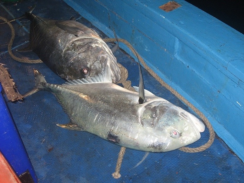 trip spearfishing
Andaman Islands India
 :grin: