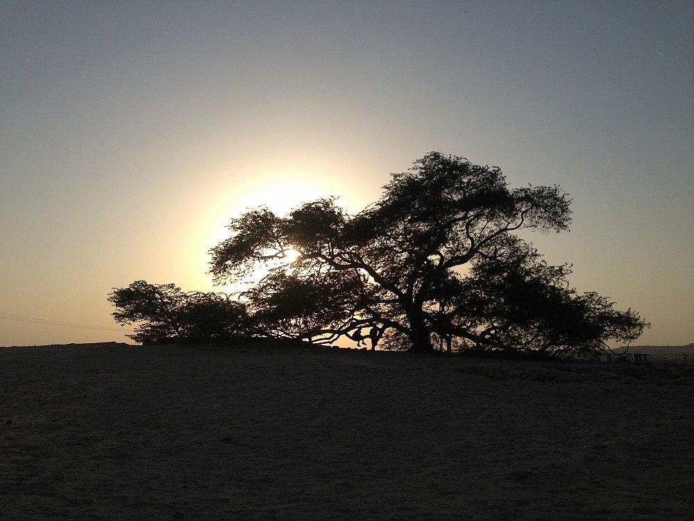 ไปดูต้นไม้ต้นเดียว tree of life รูปทุกรูปถ่ายโดย iphone เพราะไม่ได้เอากล้องตัวใหญ่ไปด้วย