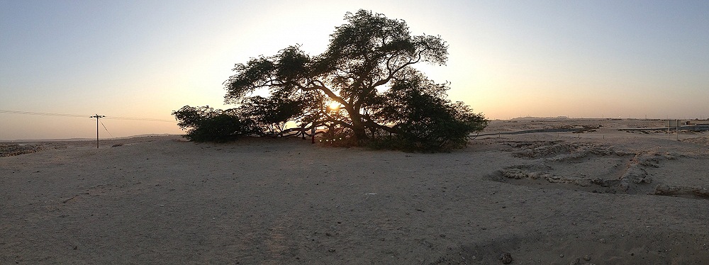 ต้นไม้ต้นเดียวกลางทะเลทราย อายุ หลายร้อยปี