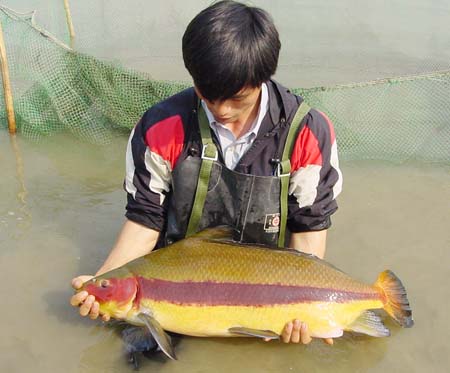 Myxocyprinus asiaticus : Chinese high fin sucker : ปลาหมูกระโดงสูง