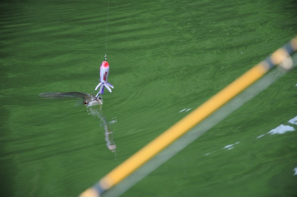 หลังจากนั้นก็จัดการกบ Actionlure  ให้ชะโดมาเล ได้รู้จักซักหน่อย