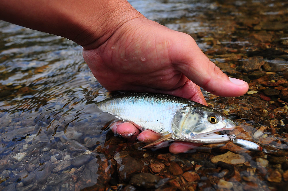 .......... Ultra Light สะนาก ปากลำธารน้ำใหล (Burmese Trout Mountain Native Stream)