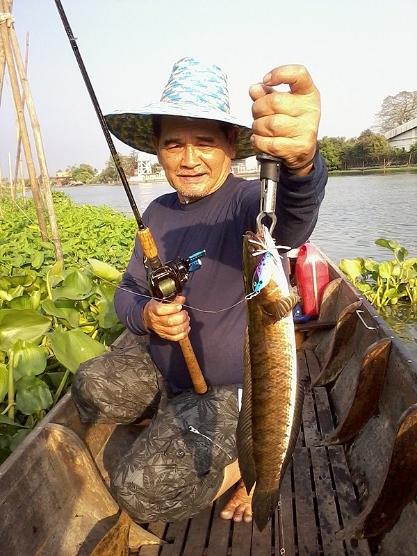 ช่อนใหญ่แม่น้ำนี้ต้องวัดกันเต็มแรง ไม่งั้นหลุดหมด :grin: :grin: :grin: