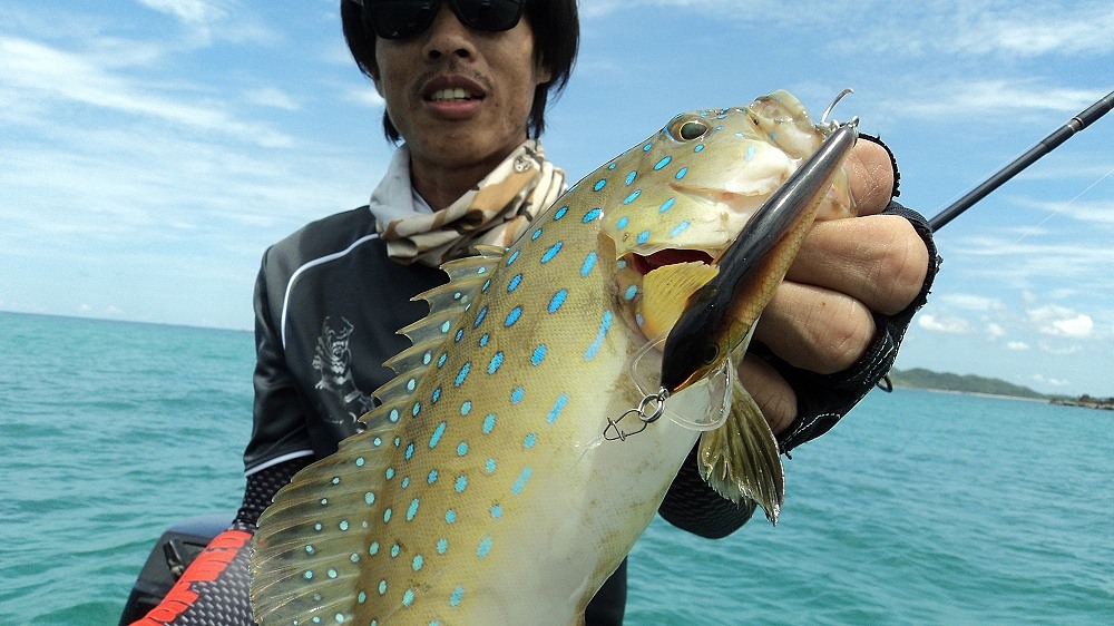  :rose: :rose: :rose: :rose: :rose: เจ้าเก๋าจุดฟ้า ตัวนี้กัด Rapala SHAD RAP 7 cm เต็มๆเลยครับผม

