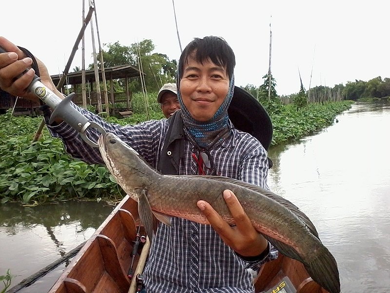ต่อกันให้จบครับกับปลาช่อนของน้า วุฒิ นี่ก้อขาประจำอีกท่านนึงครับ :grin: