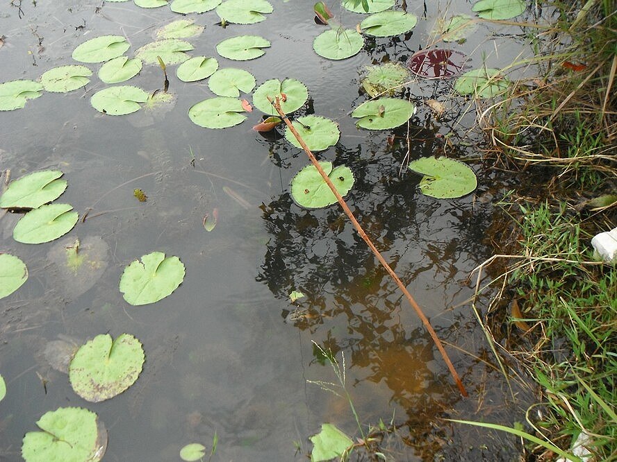 [q][i]อ้างถึง: ชยากรพิมสอน posted: 06-09-2556, 08:16:24[/i]

+