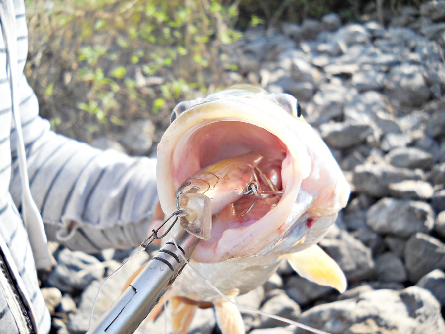 กัดเหยื่ออะไรอ่ะ...ขอดูหน่อยนร้าาา  [b]โอ้ววว มิดเลยครับกัด  RAPALA SHAD RAP 7 เซน ลงคอไปเลย [/b] คร
