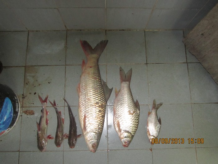 ปลารวมวันนี้ครับ
 :cheer: :cheer: :cheer: :cheer: