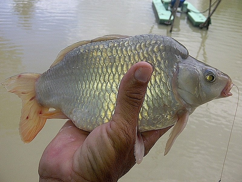 ได้ผลครับ ปุ้มปุ้ยเหมือนเดิมครับ