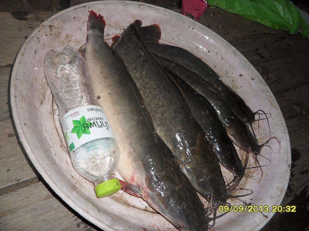 ปลารวมทั้งหมด :cheer: :cheer: :laughing: