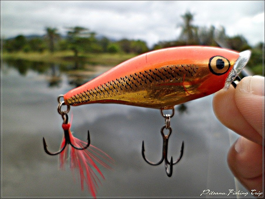  [center] :cheer:      มาเข้าหมายแรกแล้วทีนี้ก็ต้องมาเลือกเหยื่อตัวแรกบ้าง  RAPALA SKITTER POP 5    