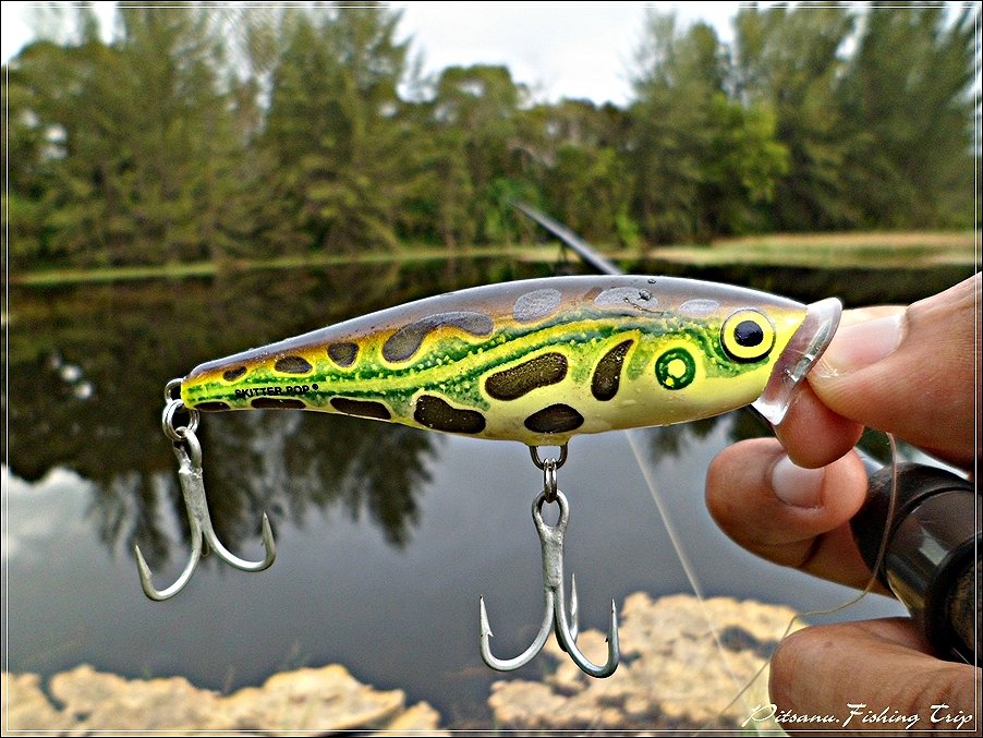  [center] :cheer:     เหยื่อที่ผมเลือกใช้ก็จะเป็นผิวนํ้าตัวนี้  RAPALA SKITTER POP 9     :cheer:[/ce