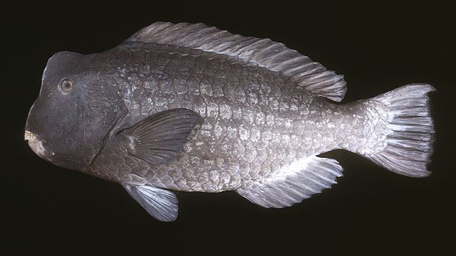 ปลานกแก้วหัวโหนก
Bolbometopon muricatum  (Valenciennes, 1840)	
 Green humphead parrotfish
ขนาด 12