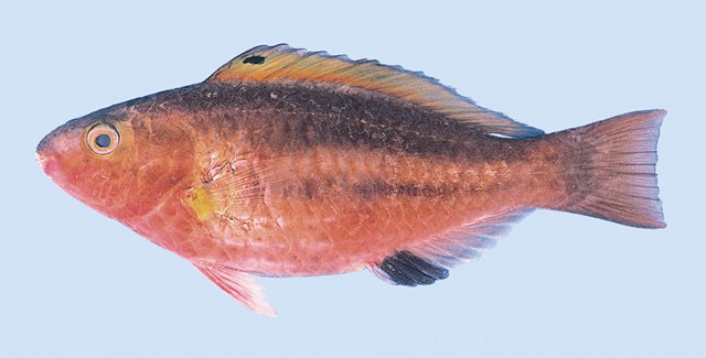 ปลานกแก้วหน้าดำ
Scarus maculipinna  Westneat & ,  Satapoomin & Randall	
 Spot fin parrotfish ขนาด 