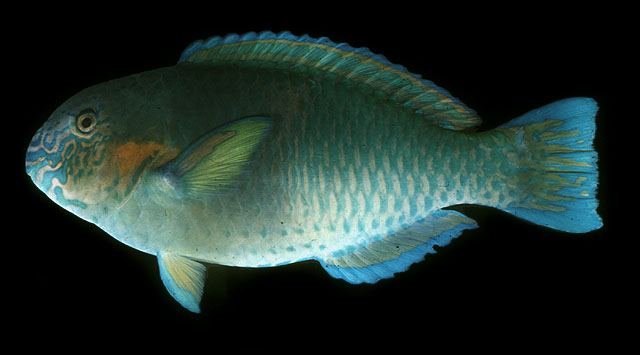 ปลานกแก้ว
Scarus rivulatus  Valenciennes,  1840	
 Rivulated parrotfish 
ขนาด 40cm