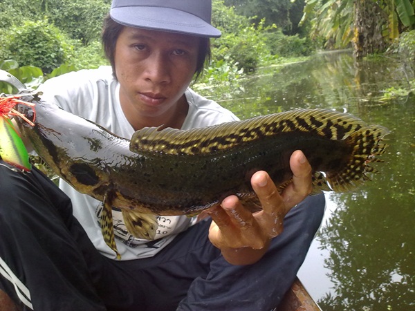 กระสงลายสวยดีเนอะ :laughing: :laughing: