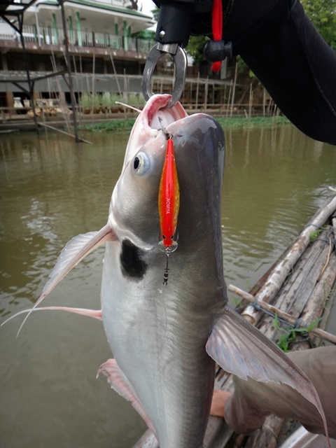 ปลาเทโพ ตัวแรกของทริป กับ เหยื่อ Hinomiya L - Shad 70F..... เหยื่อน้ำหนักดี ตีไกล ราคาก็ไม่แรงด้วย .