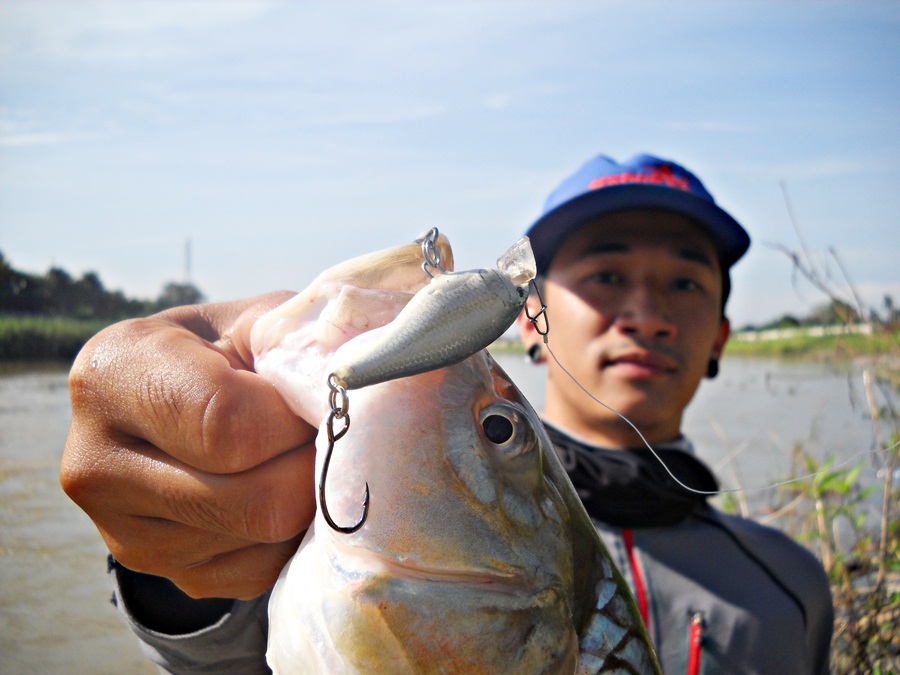 
 [center]... RAPALA Shad rap 5 เซน สี ALB สุดยอด จริงๆ ครับ  [b]กับกระสูบน้ำไหลไซส์ สวยๆ แบบนี้ ..