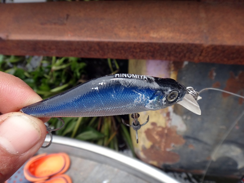 อุปกรณ์ที่ใช้ เย่อเจ้าตัวนี้
็คัน Lito Bass - X เวท 6-14
รอก Shimano SAHARA 2500FE
สาย Nucari " 