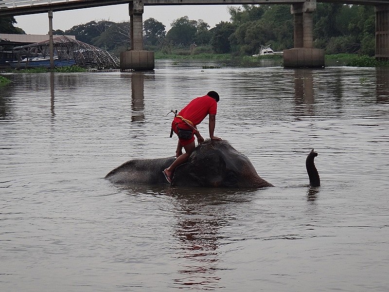 ลากันด้วยภาพนีร้นะครับ สำหรับ ทริป "เจ้าพระยา Only....... ขอบคุณเพื่อนๆนักตกปลาทุกท่านที่ติดตามดูจน