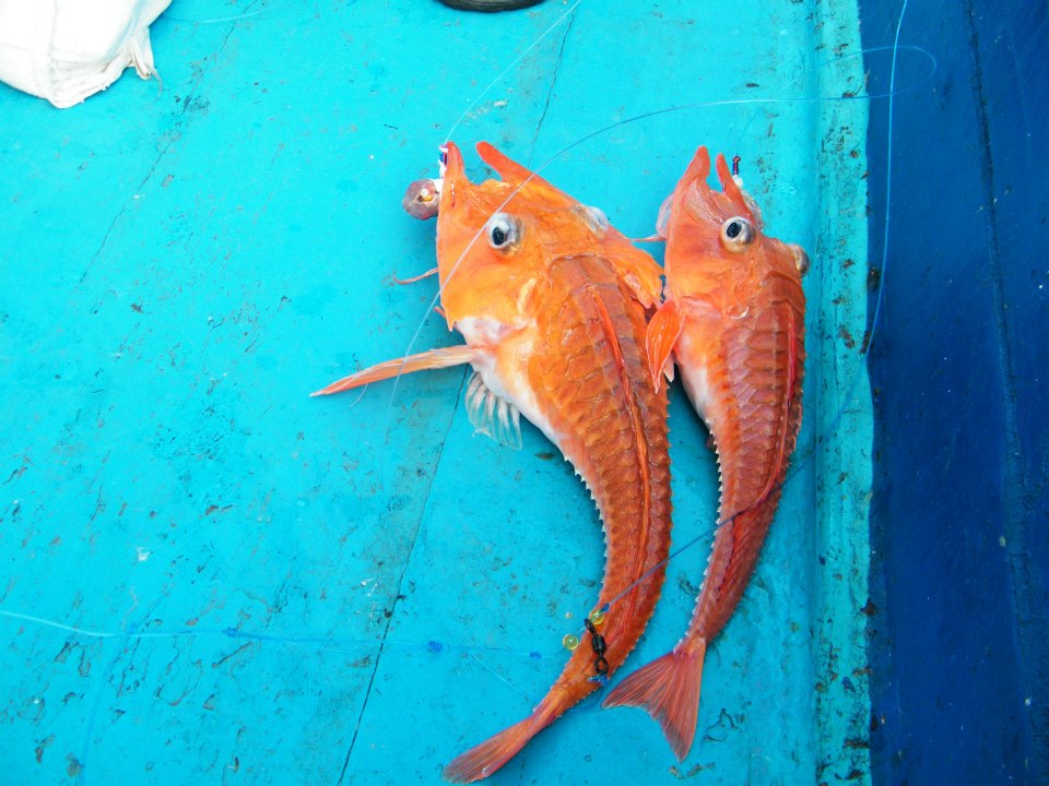 ปลาหนวดกุ้ง