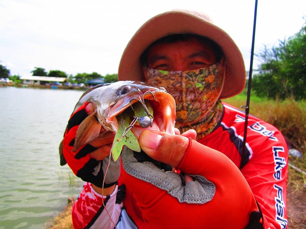 เอาปลาช่อนตระกละ กัด LAKE FORK  4.5 นิ้ว ไปดูก่อนเลย 1 ช็อต  :laughing: :laughing: :laughing: :laugh