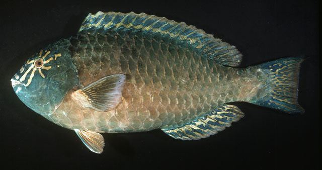 Calotomus carolinus  (Valenciennes, 1840)	
 Carolines parrotfish 
ขนาด 50cm