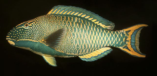 ปลานแก้วสองสี
Cetoscarus bicolor  (Rüppell, 1829)	
 Bicolour parrotfish
ขนาด 80cm