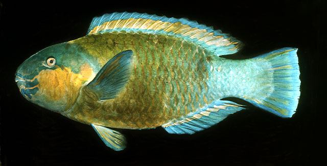 ปลานกแก้วหัวมน
Chlorurus sordidus  (Forsskål, 1775)	
 Daisy parrotfish 
ขนาด 40cm