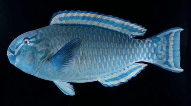 ปลานกแก้วหัวตัด
Chlorurus strongylocephalus  (Bleeker, 1855)	
 Steephead parrotfish 
ขนาด 70cm