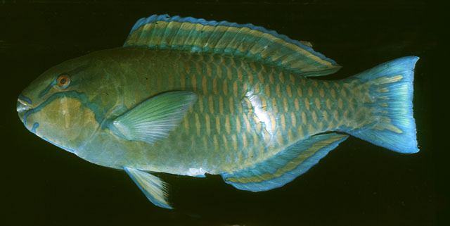 ปลานกแก้วแก้มนวล
Chlorurus troschelii  (Bleeker, 1853)	
 Troschel's parrotfish ขนาด 35cm