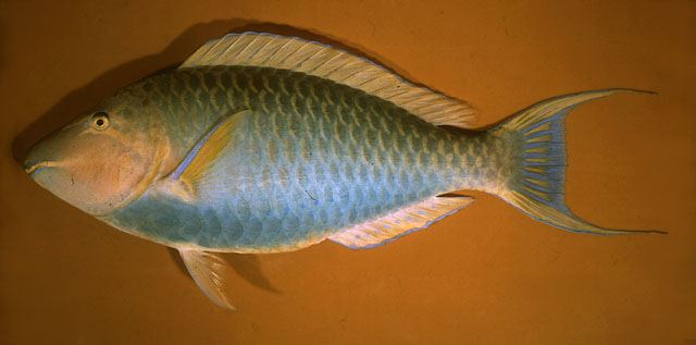 ปลานกแก้ว
Hipposcarus harid  (Forsskål, 1775)	
 Candelamoa parrotfish
ขนาด 75cm