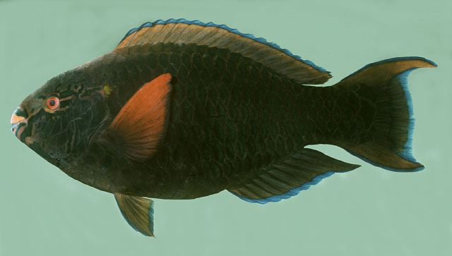 ปลานกแก้วดำ
Scarus niger  Forsskål,  1775	
 Dusky parrotfish ขนาด 40cm