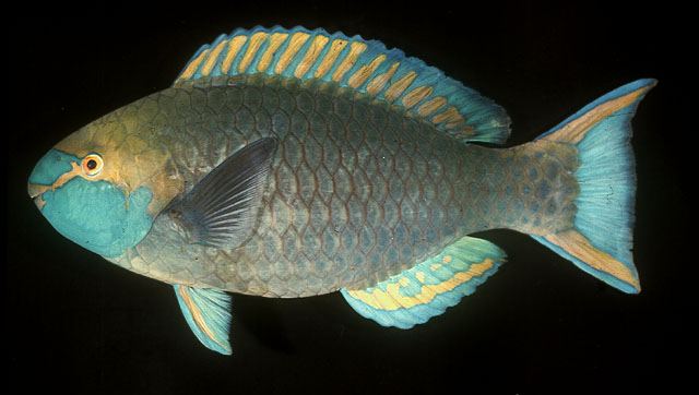 ปลานกแก้วแก้มเขียว
Scarus prasiognathos  Valenciennes,  1840	
 Singapore parrotfish 
ขนาด 60 cm