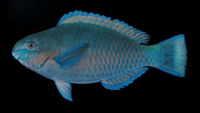 ปลานกแก้วคางลาย
Scarus quoyi  Valenciennes,  1840	
 Quoy's parrotfish 
ขนาด 40cm