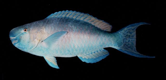 ปลานกแก้วหางยาว
Scarus rubroviolaceus  Bleeker,  1847	
 Ember parrotfish 
ขนาด 70cm