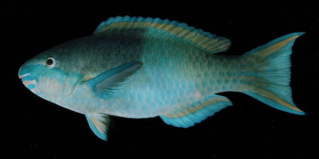 ปลานกแก้ว
Scarus scaber  Valenciennes,  1840	
 Fivesaddle parrotfish ขนาด 37cm