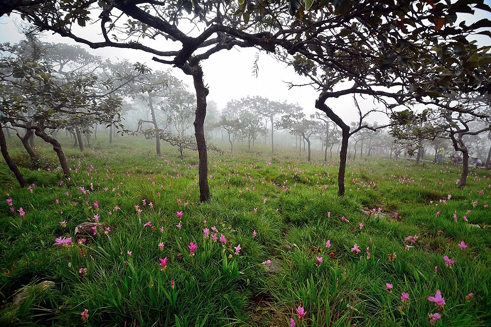 6.ทุ่งดอกกระเจียว อุทยานแห่งชาติป่าหินงาม จ.ชัยภูมิ 