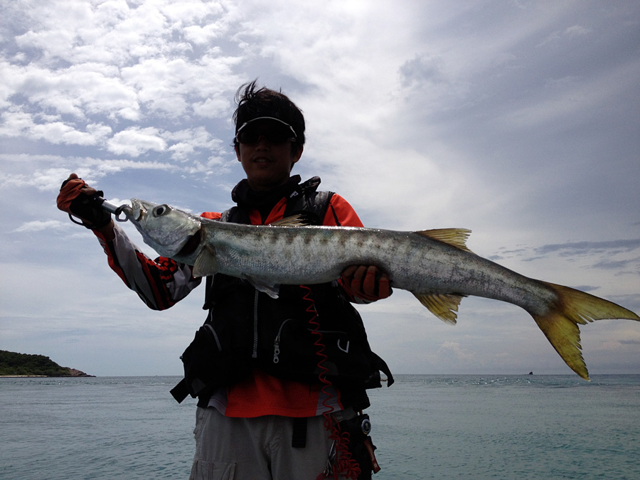  [center]เจ้า [b]สากเหลือง[/b] PickHandle Barracuda บริเวณชายเกาะ[/center] 