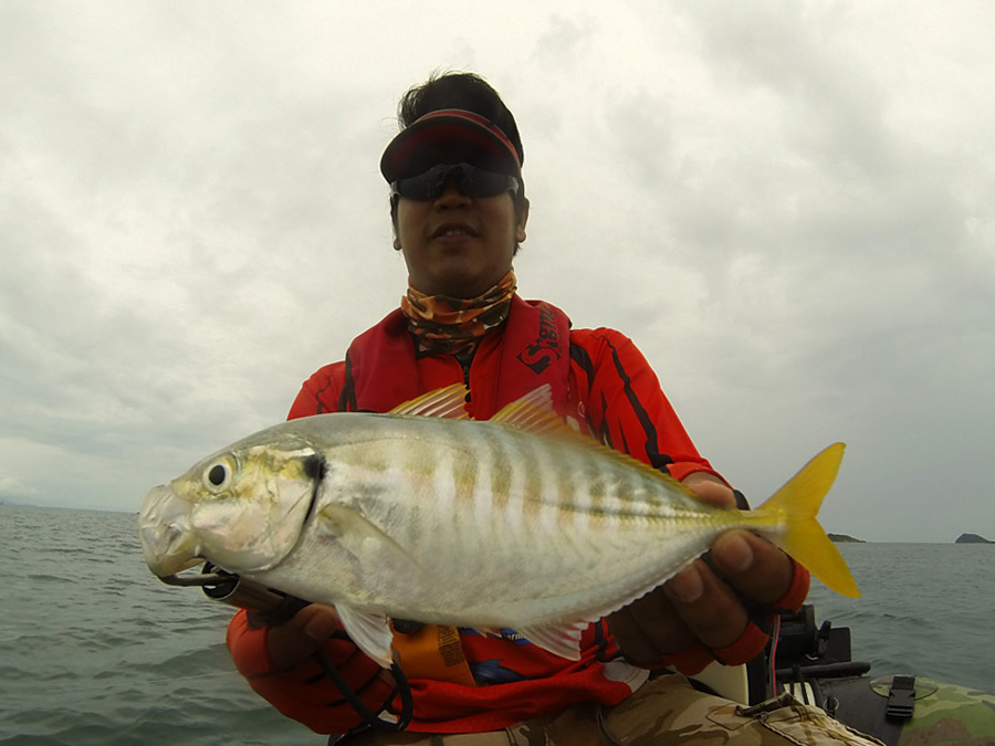  [center][b]สีกุน[/b], สีกุนเหลือง, หางแข็งบั้ง, เต๊กลั้ง Yellowtail Scad (Atule mate Cuvier)

ใคร