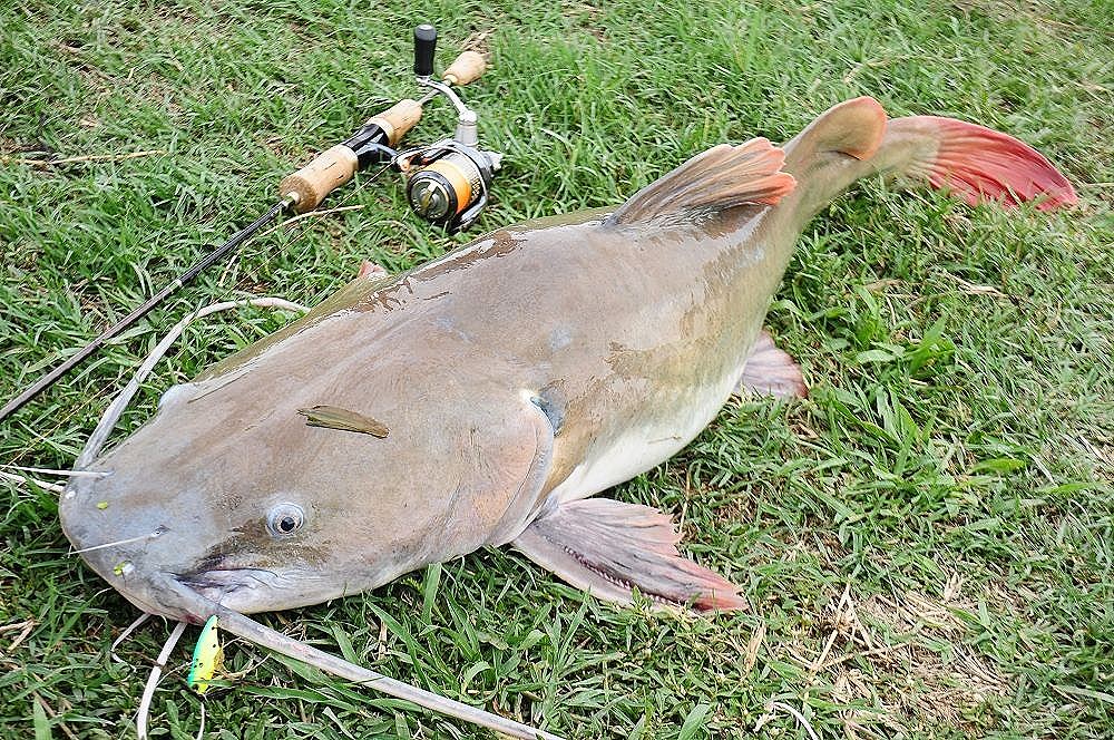 แจมด้วยครับ......ตัวนี้ยกให้เป็นโทรฟี่ สำหรับเกมส์ Area Fishing บันทึกสถิติตัวเอง 1/3 กว่า มันส์สุดๆ